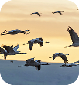 offers-migration offers-migration