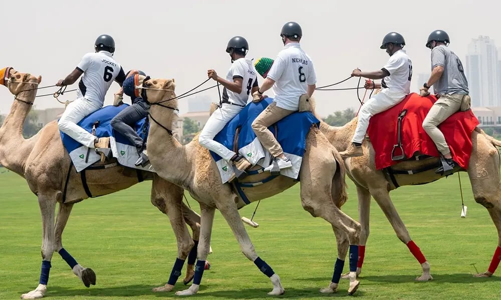 Participants riding camels on a grassy field during a team camel-riding activity.