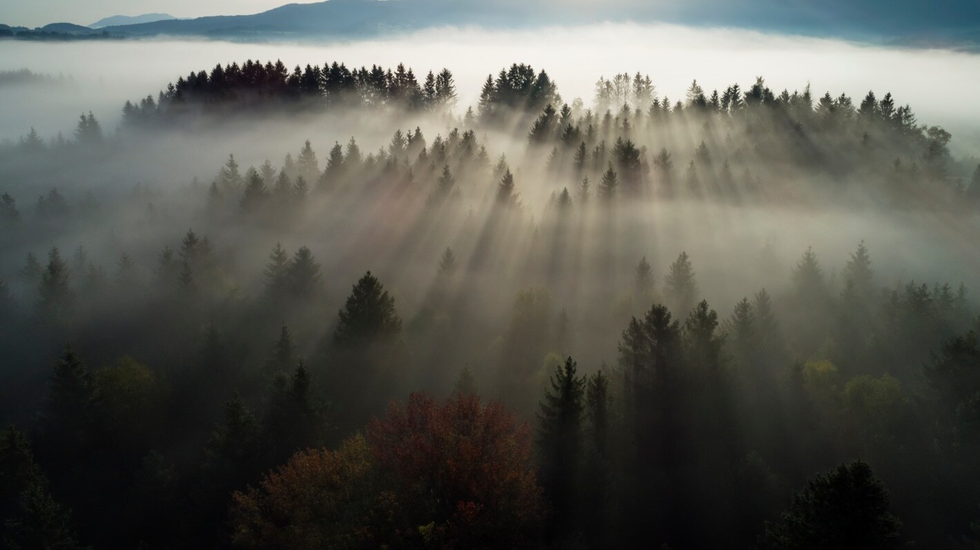 Aerial view of a forest covered in mist with sunlight streaming through trees at dawn.