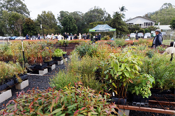 Green trees and plants 