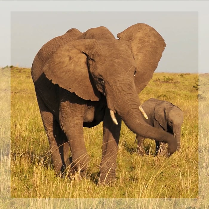 package-safari