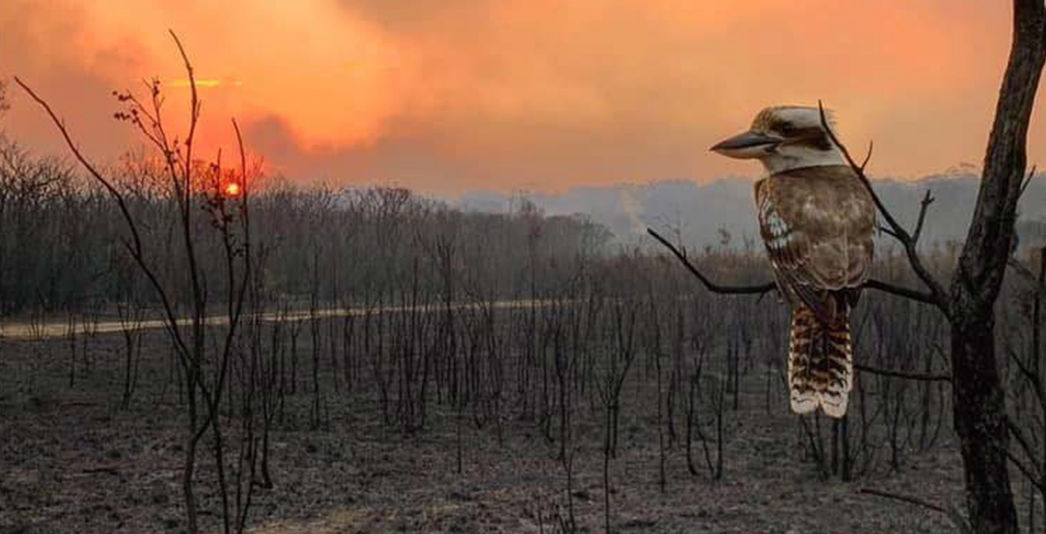 Planting trees for bushfire recovery-4